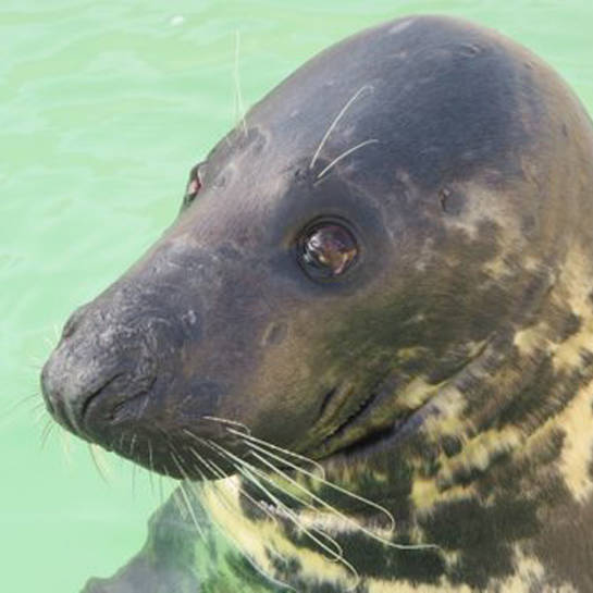 Karien de Zeehond